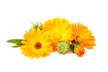 Calendula, medicinal plant, flowers with leaves and seeds isolated on whiteisolated on white