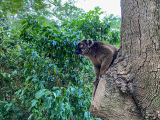 Brown lemur in Mayotte island © aylerein