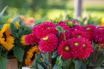 Dahlias and sunflowers in the field, ready to cut yourself. Autumn flowers. Flowers in the field. Natural light, selective focus. 
