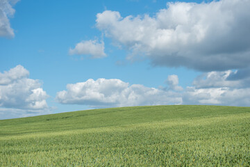 Landscape with green wheat field and blue sky covered with light clouds. 