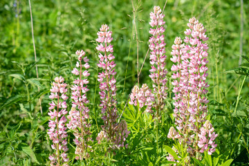 Fototapeta premium Meadow with blooming wild, pink lupine and a herbs.