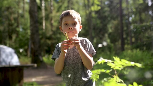 cute caucasian boy blowing a dandelion, image with selective focus and backlight