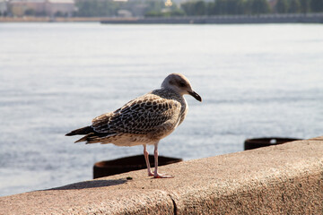 seagull on the beach