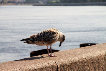 big gray Seagull on the Neva River embankment, St. Petersburg, June 2021