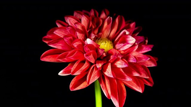 Red Dahlia Flower Opens and Wilts in Time Lapse on a Black Background. The Plant has Faded After the Blooming