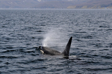 Fototapeta premium 【北海道】知床の海に回遊する野生のシャチ（北海道羅臼沖）