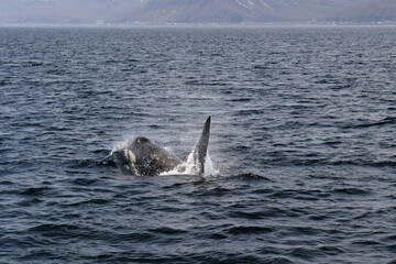Fototapeta premium 【北海道】知床の海に回遊する野生のシャチ（北海道羅臼沖）