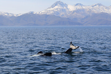 【北海道】知床の海に回遊する野生のシャチ（北海道羅臼沖）