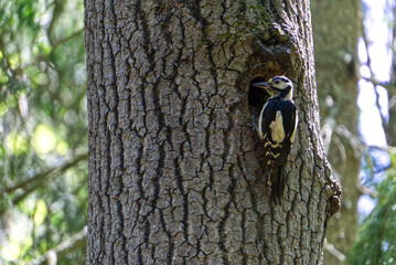Woodpecker with hollow tree