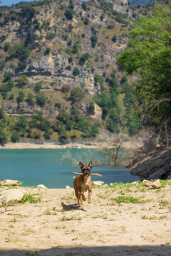 perrita boxer pantano de berga 