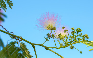 A beautiful southern tree and its pink flowers. close-up of flowers on a branch against the blue sky