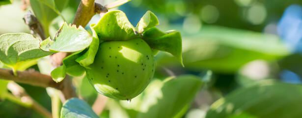 unripe persimmon on branch in the sun, fruit close-up