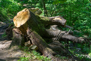 Fototapeta na wymiar tree stump