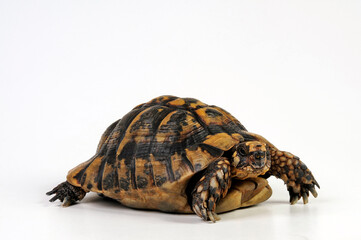 Maurische Landschildkröte // Greek tortoise, spur-thighed tortoise (Testudo graeca)  - obrazy, fototapety, plakaty