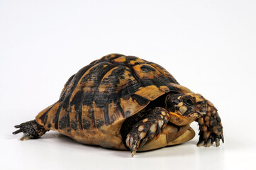 Greek tortoise, spur-thighed tortoise // Maurische Landschildkröte (Testudo graeca)  - obrazy, fototapety, plakaty