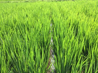 The condition of rice plants that are still young and still green