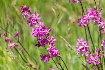 lavender flowers in the field