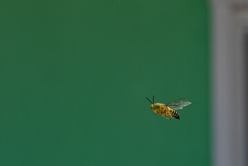 A sand wasp in the wild buzzing through the air in Grand Cayman