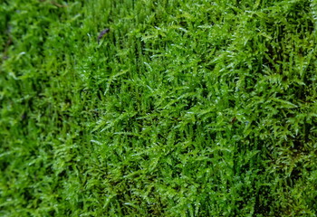 green moss. texture close up