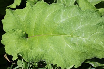 Lush green pumpkin plant leaf growing in the summer kitchen garden.