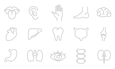Human body parts, organs - vector linear icon set. - 452909308