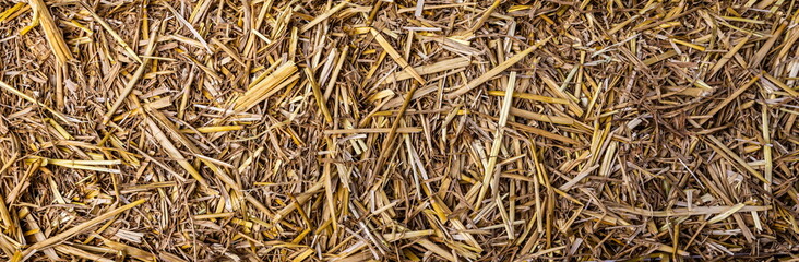 Straw surface. Dry stems of cereal plants background. Dry cereal stalks on a sunny day