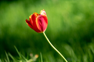 Tulipa gesneriana on a background of green grass in the park. High quality photo 1