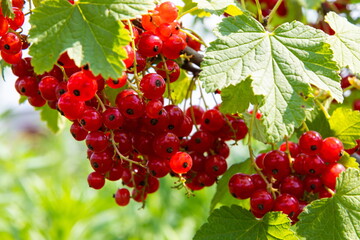 Branch with red currant berries on berry bush in garden. Summer season fruits on sunlight