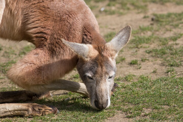 Red Kangaroo (Macropus rufus) in close-up.