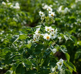 Flowering of growing potatoes. Large white potato flower with fresh green leaves