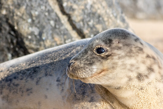 Young gray seal portrait profile image. Beautiful Grey seal face.