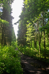 path through the forest trees, nature green wood