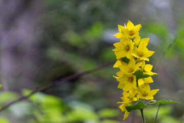 yellow flowers in spring