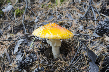 A mushroom with a yellow cap and white dots on the background of fallen needles. Fly agaric in the forest blurred background