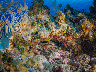 Fototapeta na wymiar Caribbean spiny lobster in a coral reef (Grand Cayman, Cayman Islands)