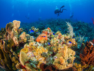 Naklejka na ściany i meble Scuba diving in a coral reef (Grand Cayman, Cayman Islands)