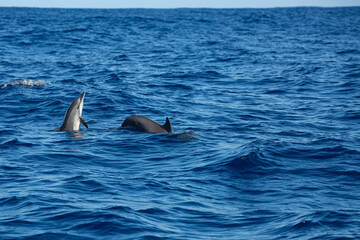 Obraz premium Group of dolphins swimming in Reunion island