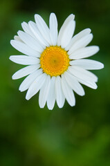 Oxeye Daisy isolated