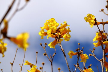 Yellow Trumpet Tree - Yellow Ipe