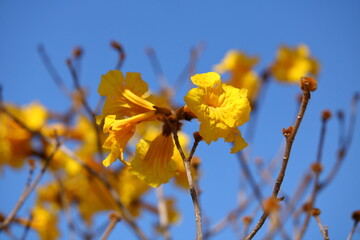 Yellow Trumpet Tree - Yellow Ipe