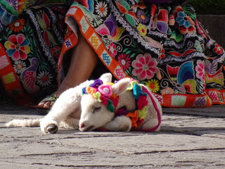 [Peru] Sleeping white alpaca baby (Cusco)