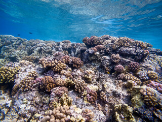 Snorkelling landscape and underwater photography Reunion Island