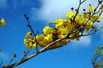 Yellow Trumpet Tree - Yellow Ipe