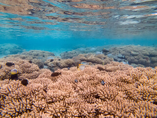 Naklejka na ściany i meble Snorkelling landscape and underwater photography Reunion Island