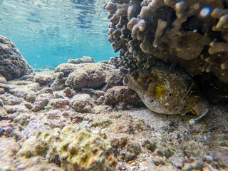 Naklejka na ściany i meble Blackspotted puffer fish spotted in snorkeling in his natural habitat in Reunion island