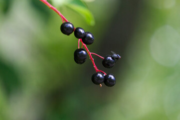 Close up of a fly sitting on berries