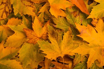 Pile of fall maple leaves