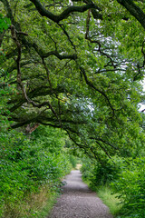 path in the forest woth crooked branches