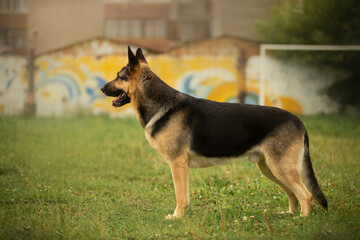 dog portrait east european shepherd german shepherd summer standing