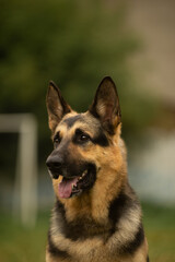 Dog portrait east european shepherd german shepherd summer close-up